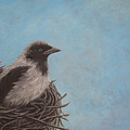 Baby Crow